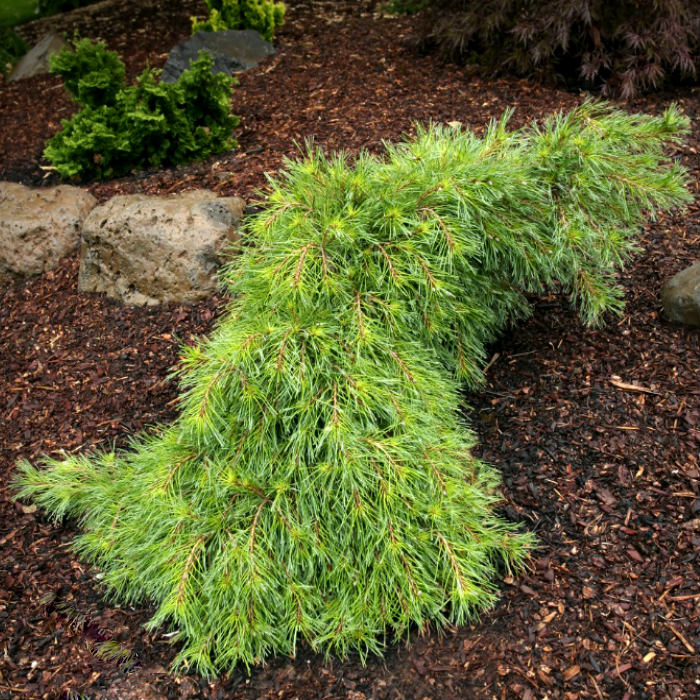 Сосна веймутова 'Ниагара Фоллс'