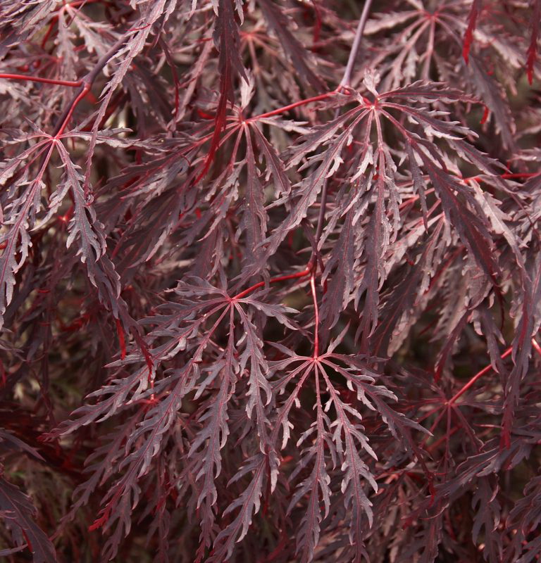 Клен пальмолистный 'Инабе- Шиндаре'