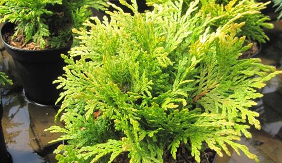 Туя складчатая 'Сан-Беам'