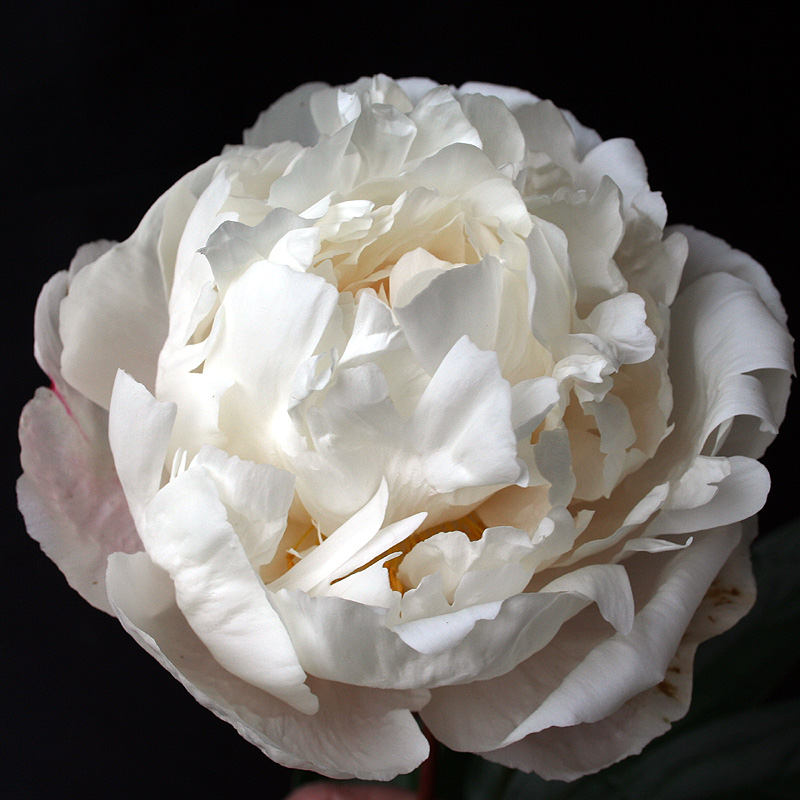 Пион молочноцветковый 'Гардения (белый)