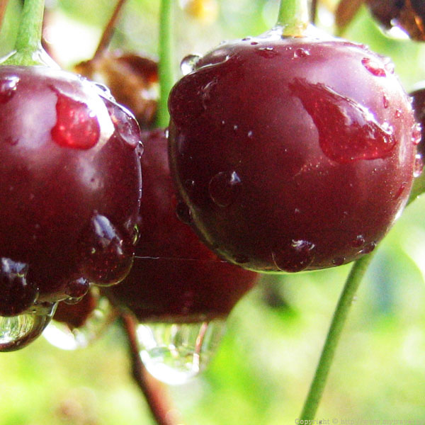 Вишня обыкновенная 'Октава'