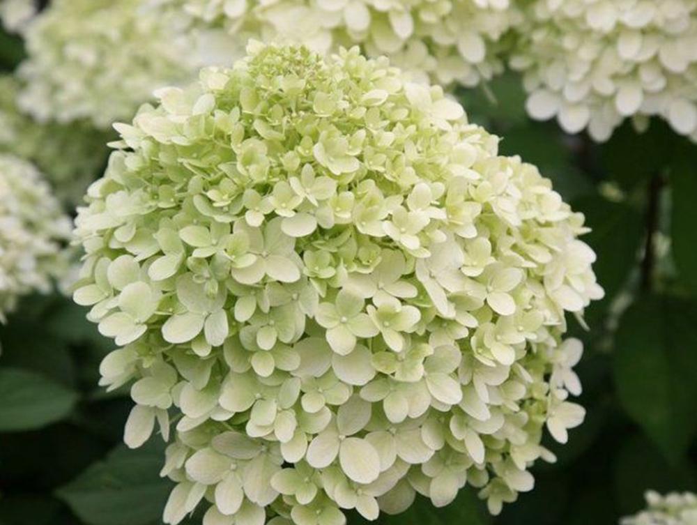 Гортензия метельчатая 'Литтл Альф'