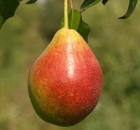 Груша 'Потаповская'