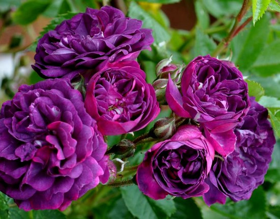 Роза 'Блю Маджента' (плетистая) (фиолетово-сиреневая)