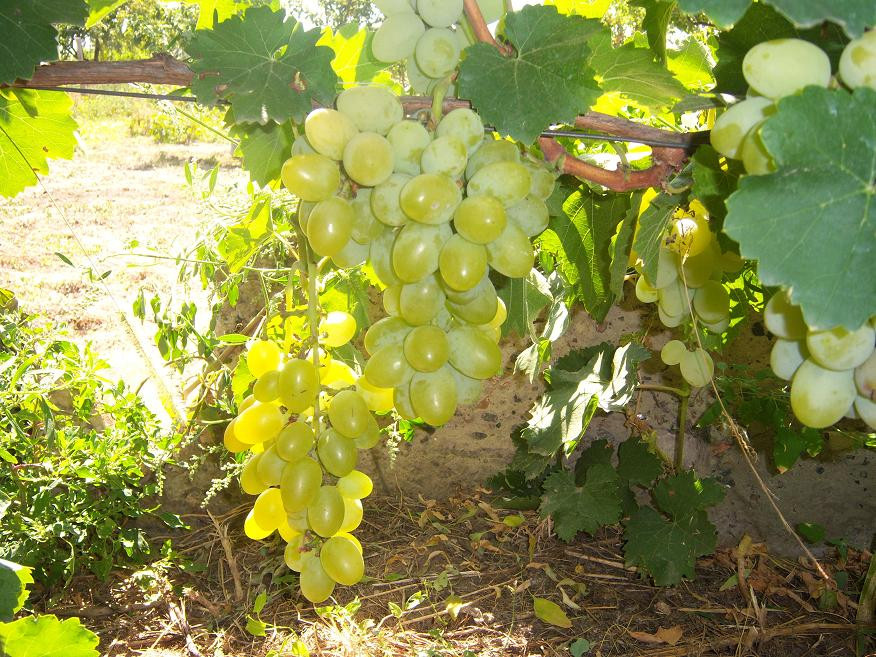 Виноград 'Вера'