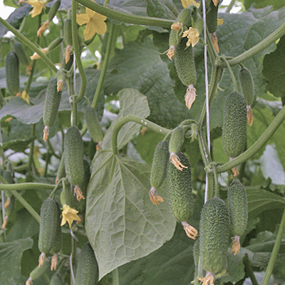 Огурец 'Династия' F1