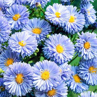 Многолетник Корневище Астра