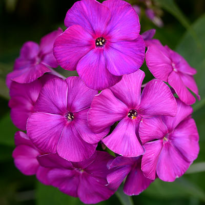 Флокс метельчатый 'Виктория'