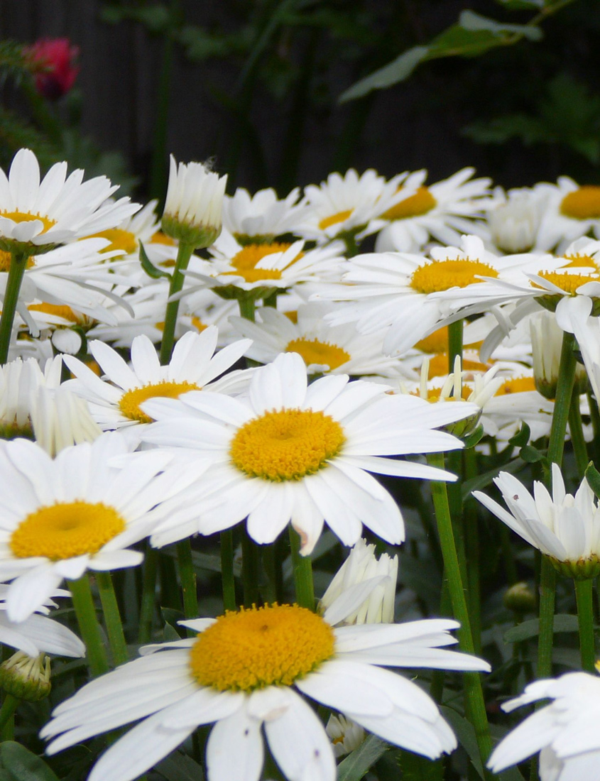 Хризантема болотная 'Сноу Леди' ( белая с желтым)