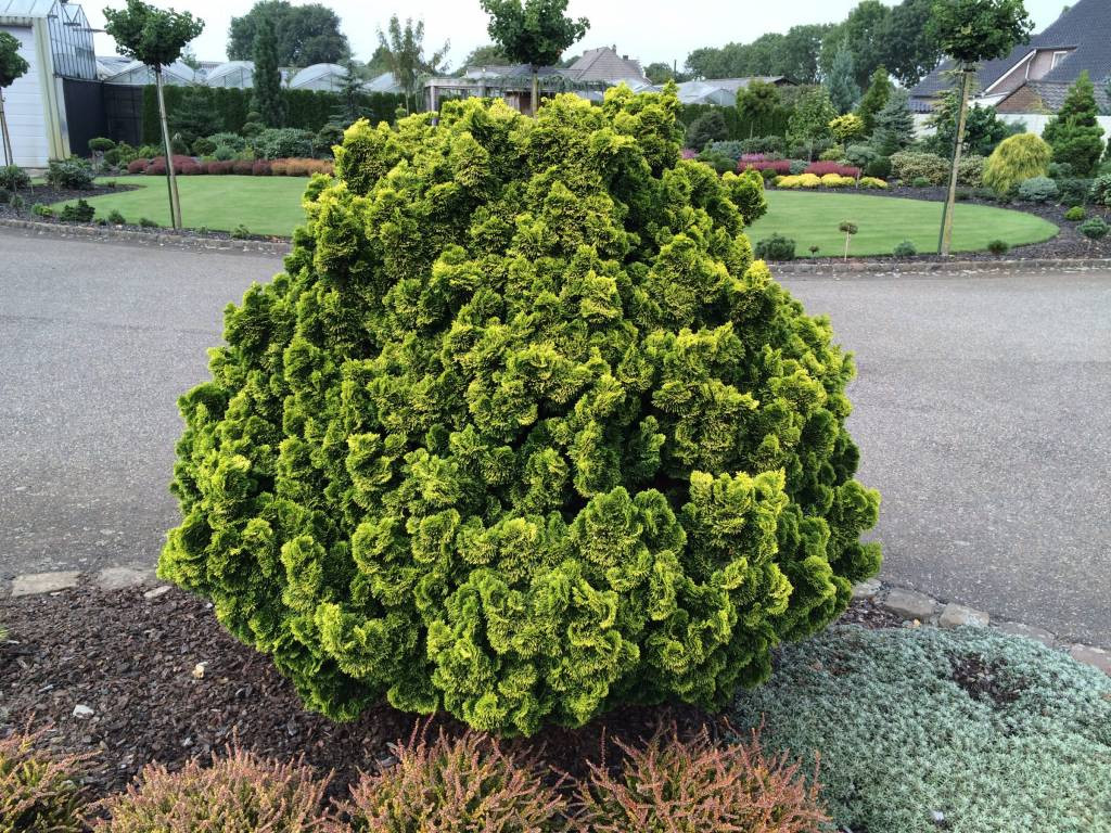 Кипарисовик тупой 'Биржит'