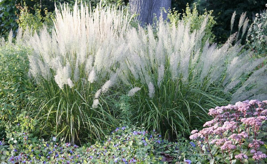 Вейник коротковолосистый