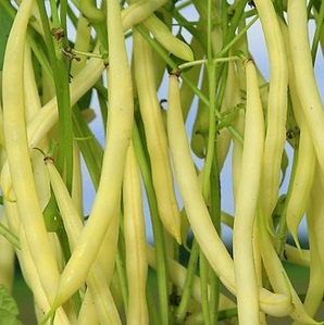 Фасоль 'Герда'