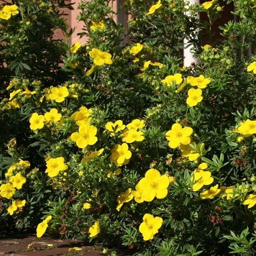 Лапчатка кустарниковая 'Фридхем'