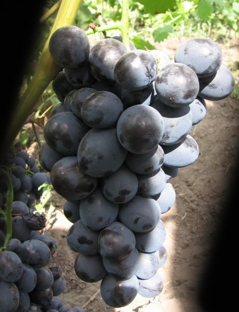 Виноград 'Сфинкс'