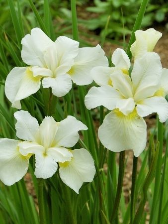 Ирис сибирский 'Уайт Свирл'