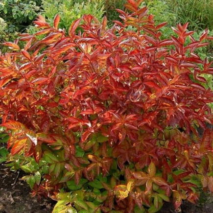 Вейгела 'Вингс оф Файер'