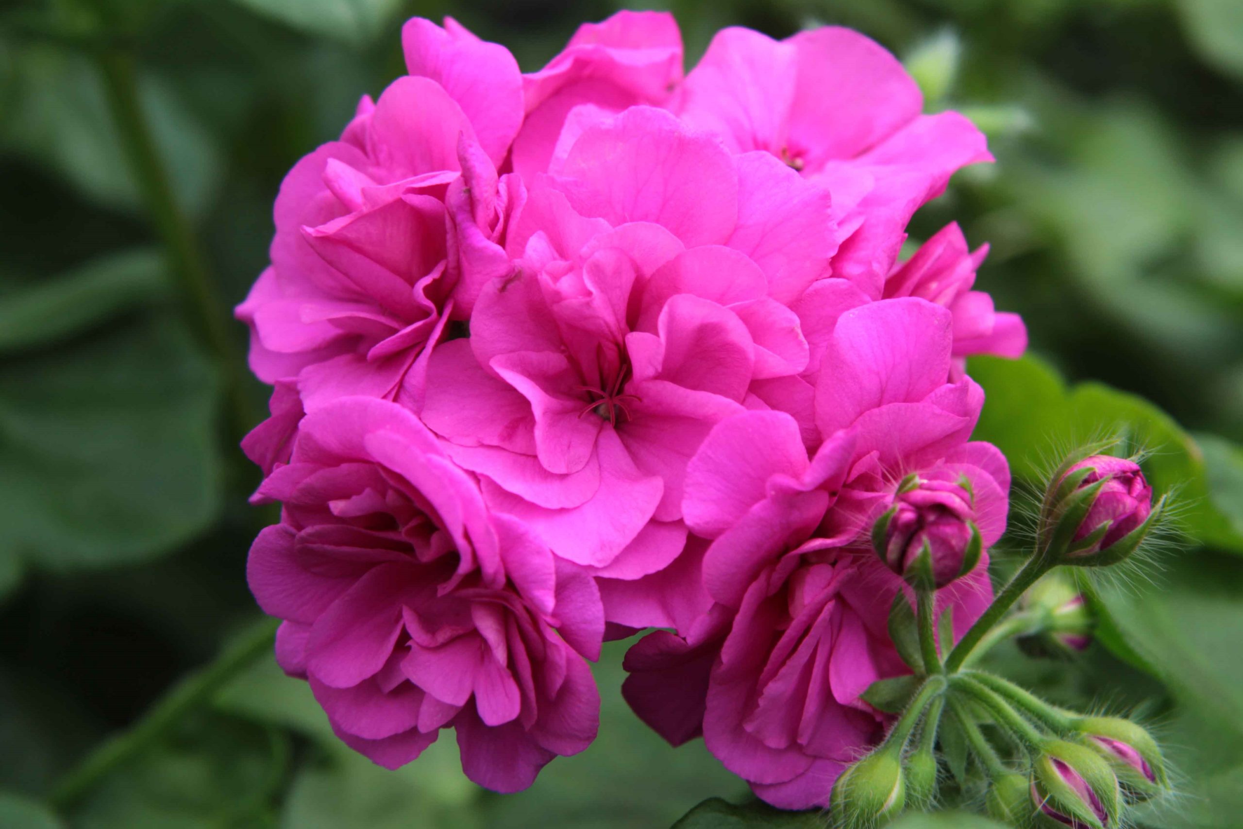 Пеларгония плющелистная 'Елис' (сиренево-малиновая)