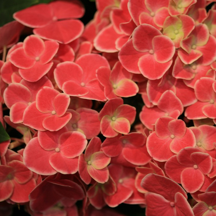 Гортензия крупнолистная красная