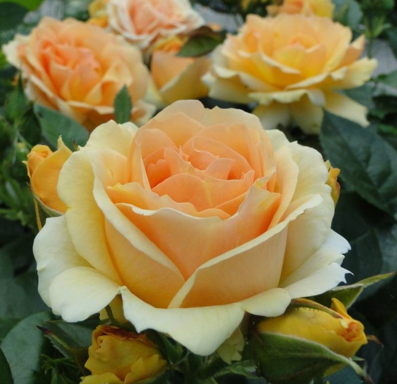 Роза 'Хансештадт Росток' (флорибунда) (абрикосово-оранжевая)