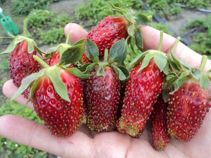 Земляника (клубника) 'Купчиха'