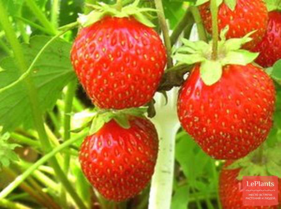 Земляника (клубника) 'Кокинская ранняя' 