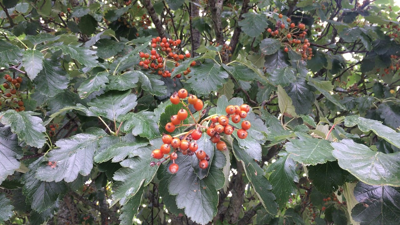 Рябина промежуточная 'Брауерс'