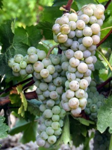 Виноград 'Подарок Магарача'