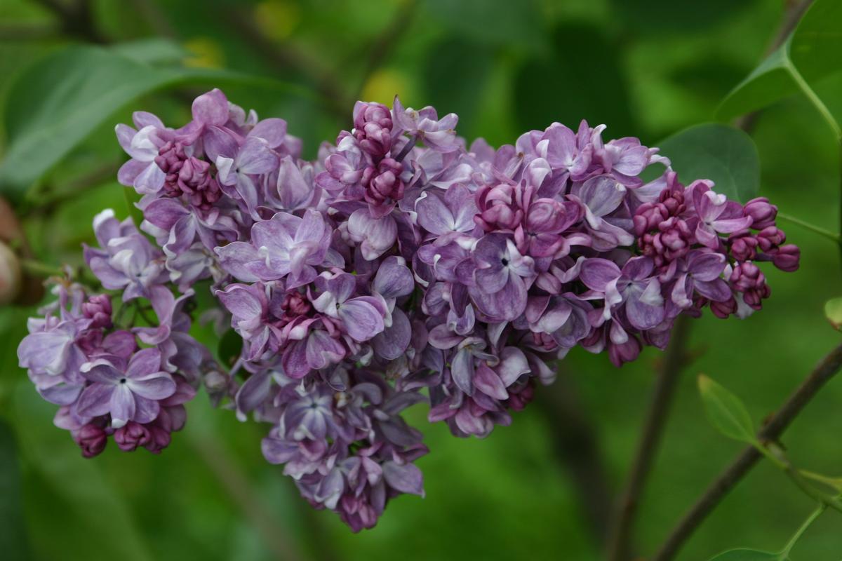 Сирень обыкновенная 'Хантенгри' (лилово-голубой)