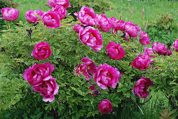 Пион древовидный (пурпурный)