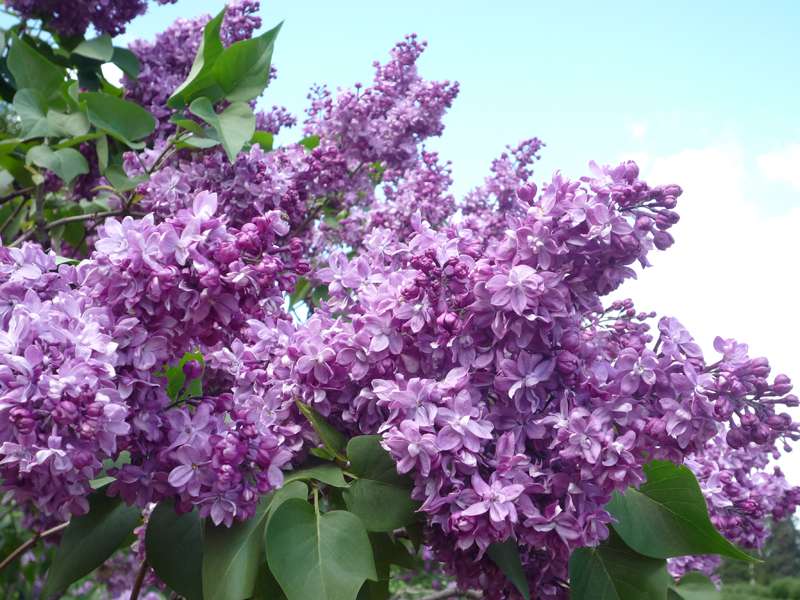 Сирень обыкновенная 'Утро России' (фиолетовая)