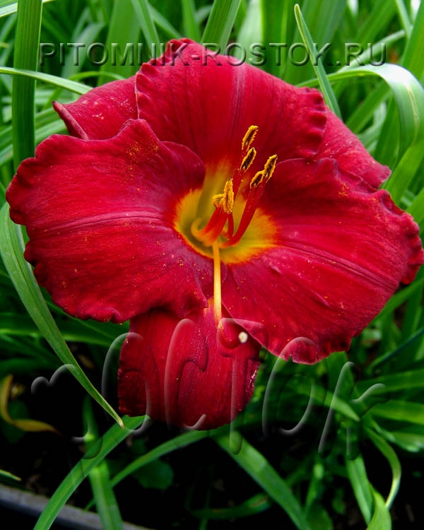 Лилейник гибридный 'Чикаго апач'