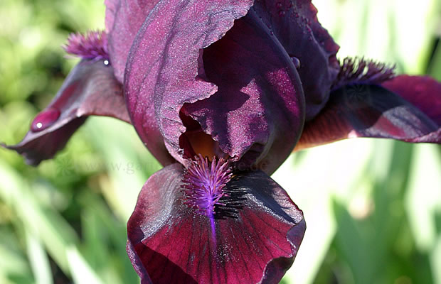 Ирис карликовый (гибридный) 'Пастель Шарм'