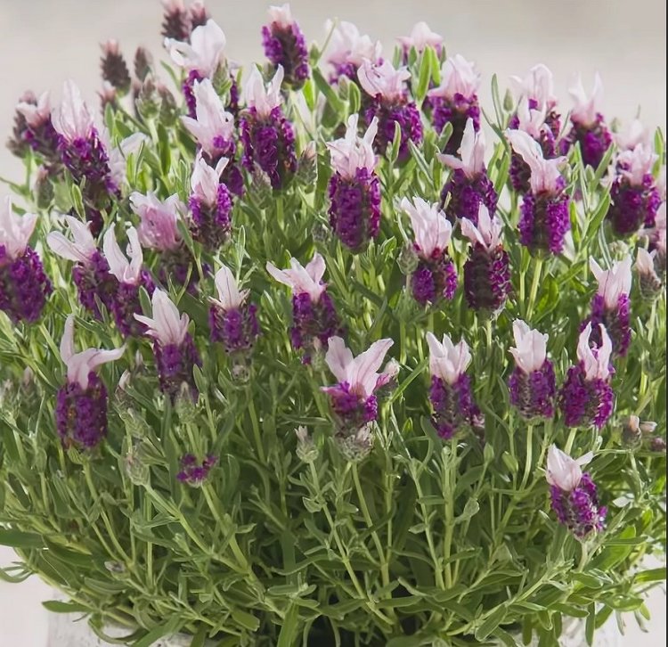 Лаванда стэхадская 'Бандера Пинк' (розовая)