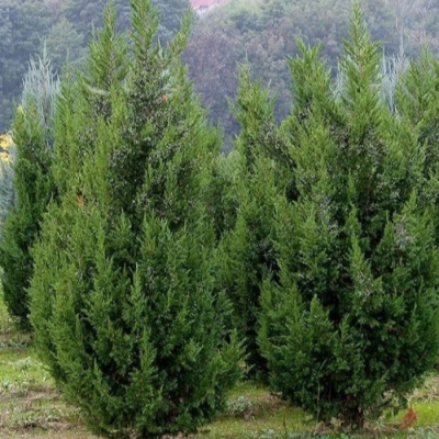 Можжевельник китайский 'Кетелери'