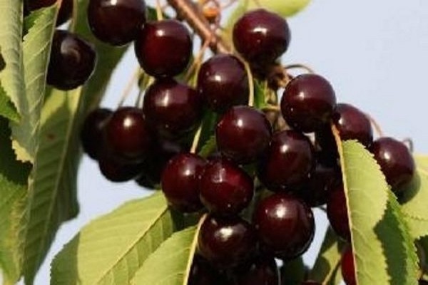 Вишня обыкновенная 'Путинка'