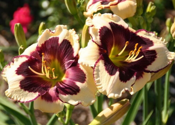 Лилейник гибридный 'Селебрейшн ов Эйнджелз' (кремовый с черно-фиолетовым)