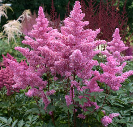 Астильба Арендса 'Ритм энд Бит' (розовый)