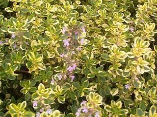 Тимьян лимоннопахнущий 'Голден Кинг'