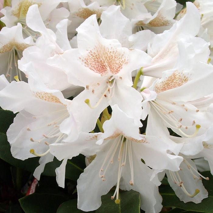 Рододендрон гибридный 'Плисен Вайт' (белый)