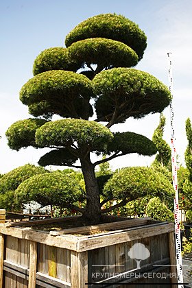 Сосна скрученная бонсай