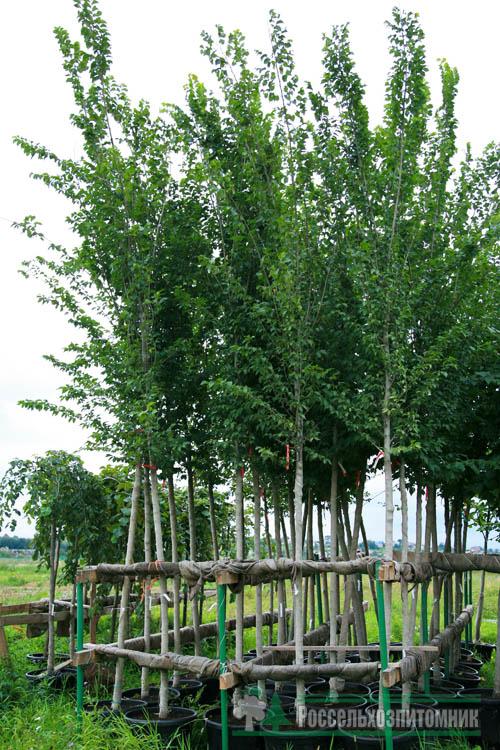 Вяз голандский 'Лобел'