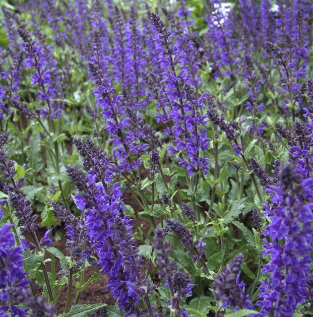 Сальвия дубравная (Шалфей) 'Виола Клозе'