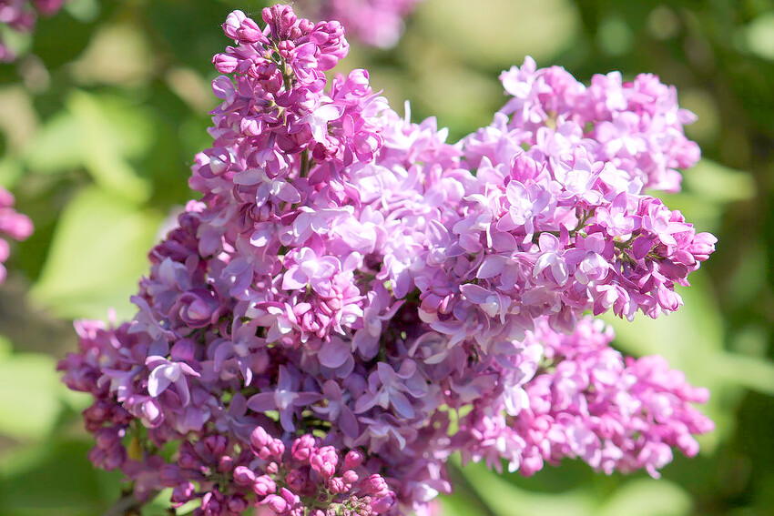 Сирень обыкновенная 'Изобилие' (розовая)