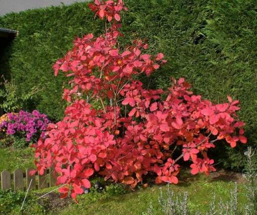 Скумпия кожевенная 'Грейс'