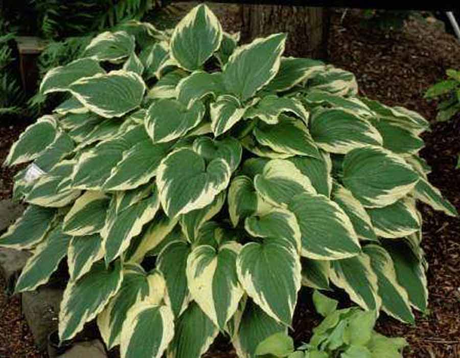 Хоста гибридная (вздутая, волнистая) 'Моерхейм'