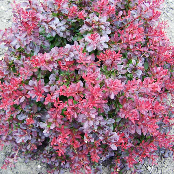 Барбарис Тунберга 'Атропурпуреа Нана'