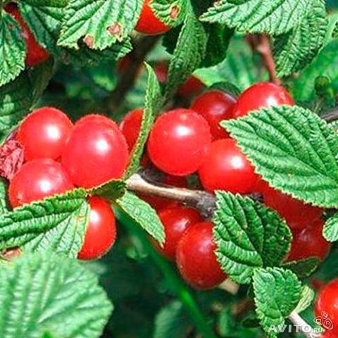 Вишня войлочная 'Алиса'