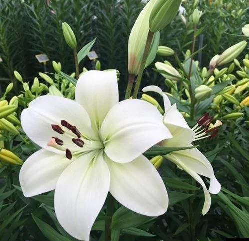 Лилия 'Ричмонд' (белая)