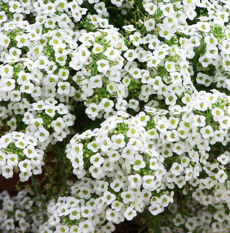 Алиссум морской (Лобулярия) 'Исте Боннет Сноу Кристалс'