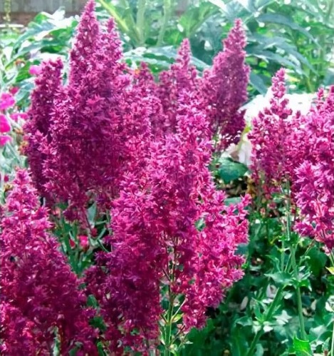 Сальвия дубравная (Шалфей) 'Швелленбург'